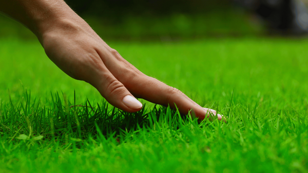 Unleash the Beauty of Centipede Grass: Choosing the Best Fertilizer for Optimal Growth