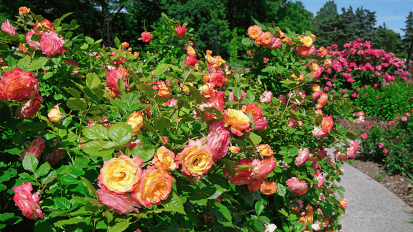 Transform Your Garden! The Best Rose Fertilizer for Lush, Fragrant Blooms