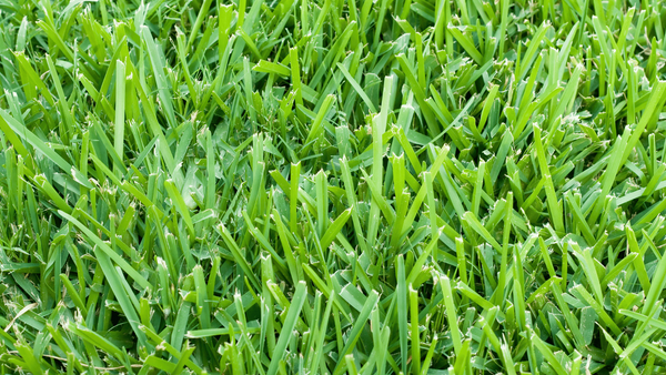 Healthy Lawn, Happy Life: The Secret to St. Augustine Grass Fertilizer