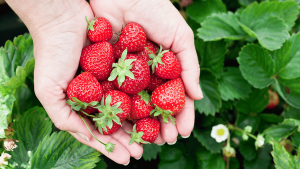 The Secret to Sweet, Plump Strawberries? These Fertilizers!